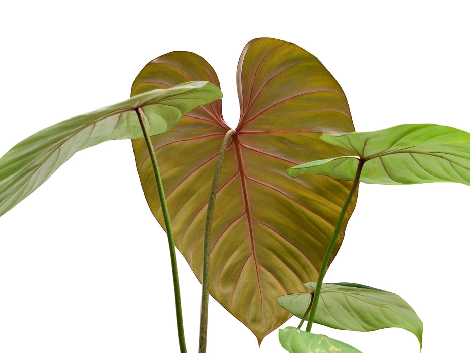 Pink Glory | フィロデンドロン・ピンクグローリー Philodendron Pink Glory — Ecuagenera USA Corp