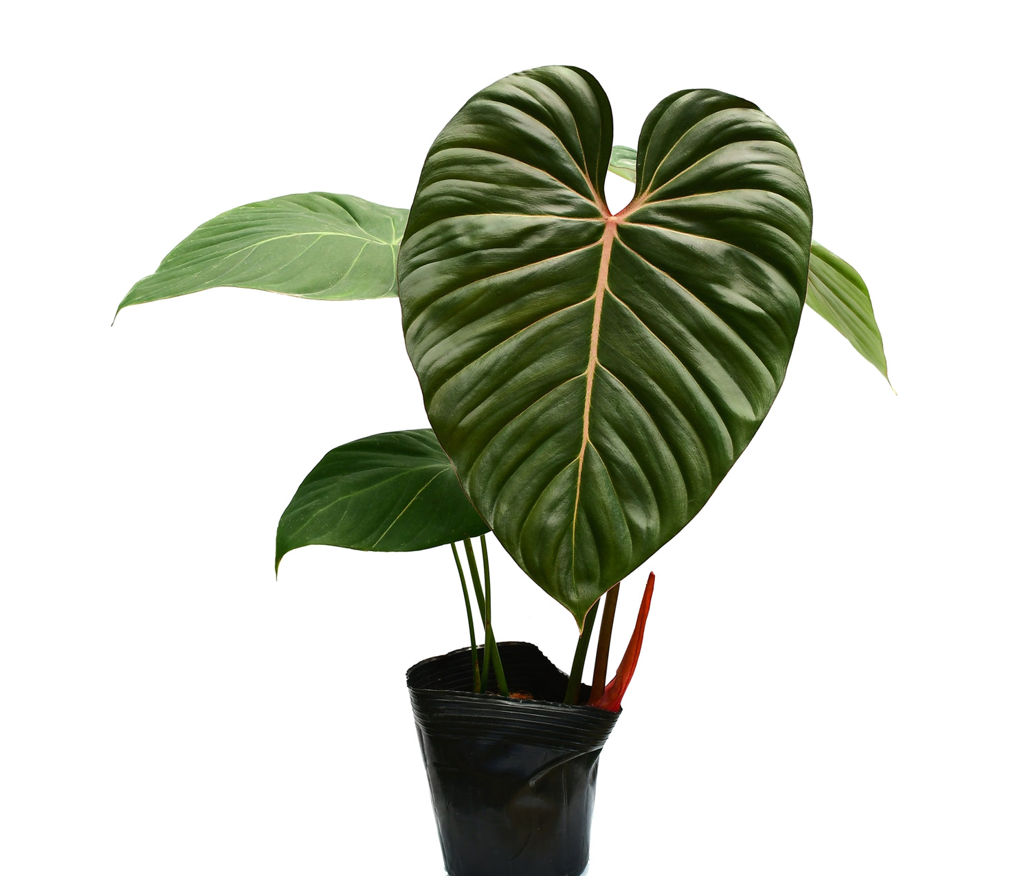 philodendron gloriosum pink back Philodendron Pink Glory — Ecuagenera USA Corp