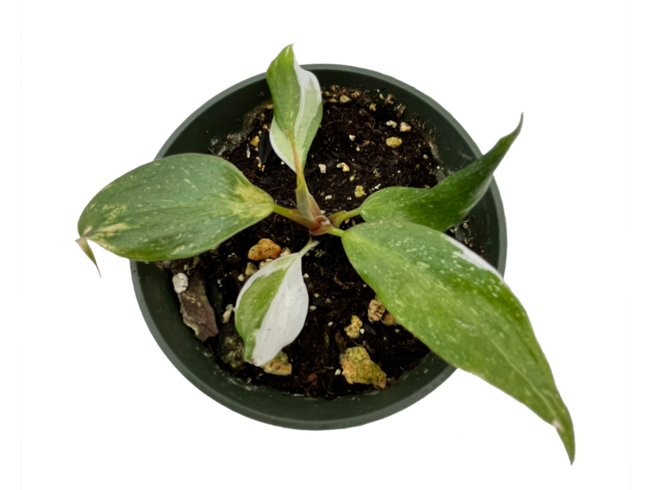Philodendron White Knight (seedling)