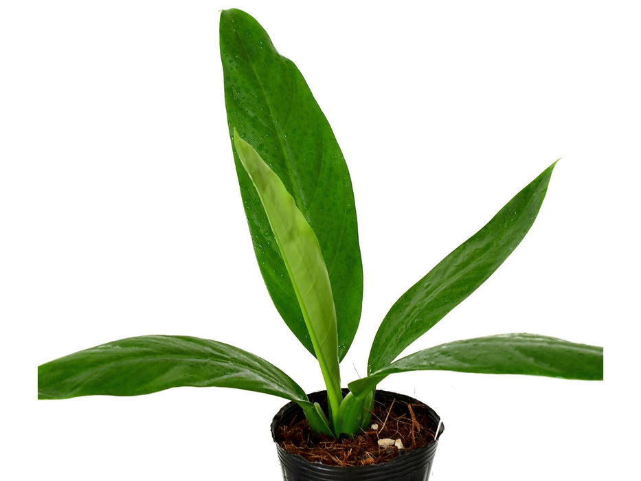 Philodendron acutifolium (seedling)