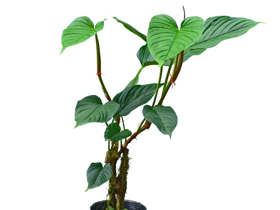 Philodendron alatisulcatum