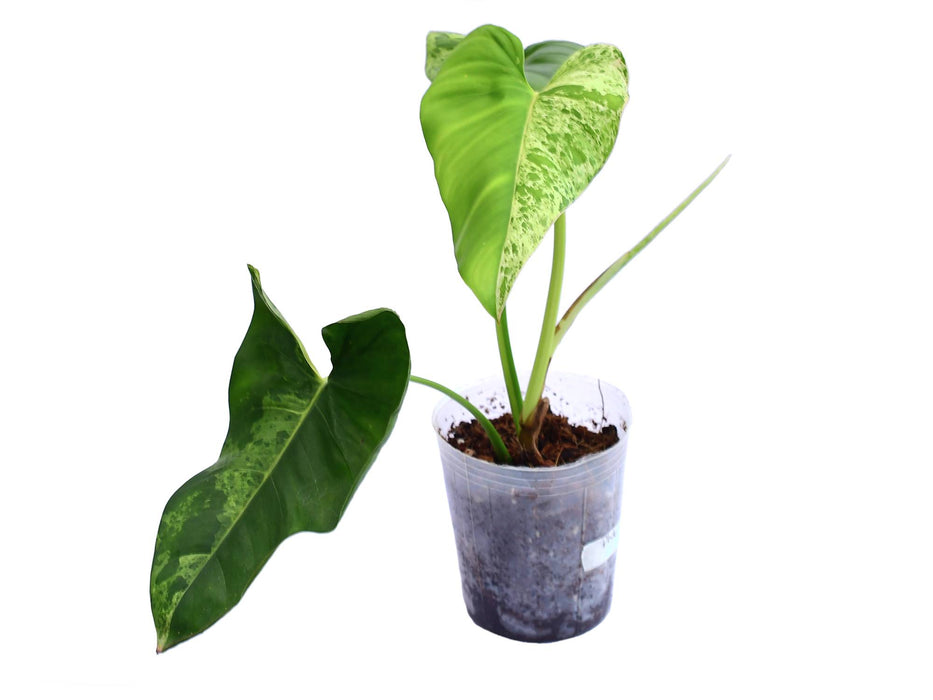 philodendron aldi Philodendron alatisulcatum variegado