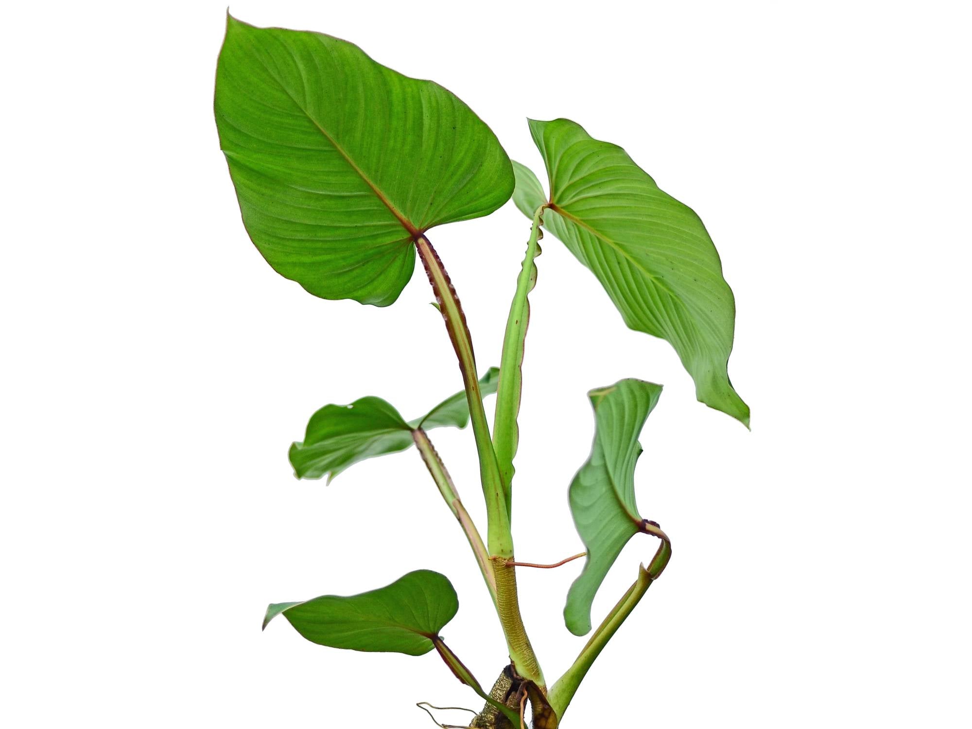 philodendron undulatum 1 Philodendron alatiundulatum