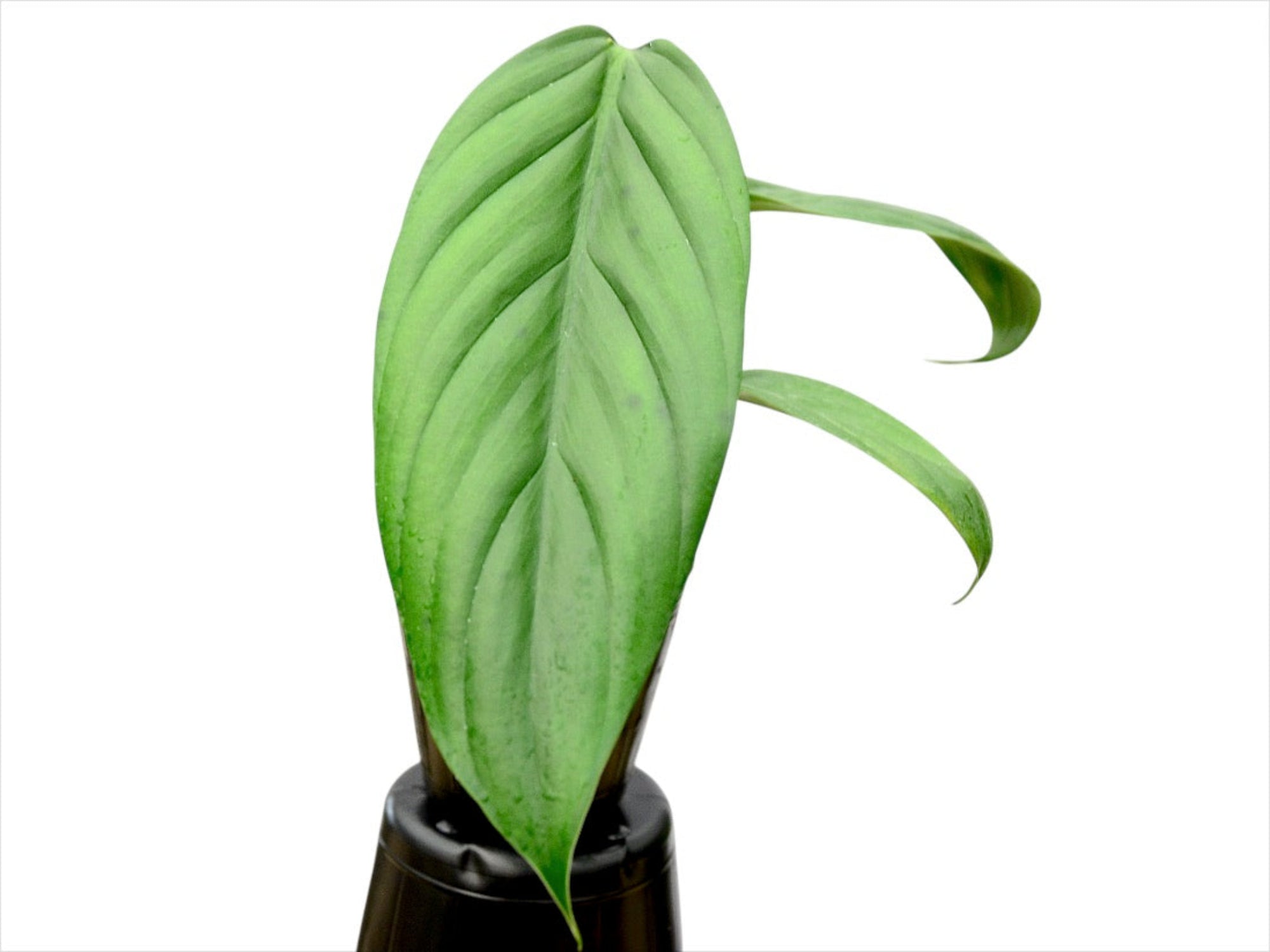 philodendron asplundii Philodendron asplundii (seedling)