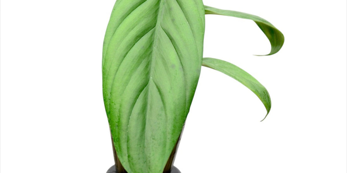 Philodendron asplundii (seedling)