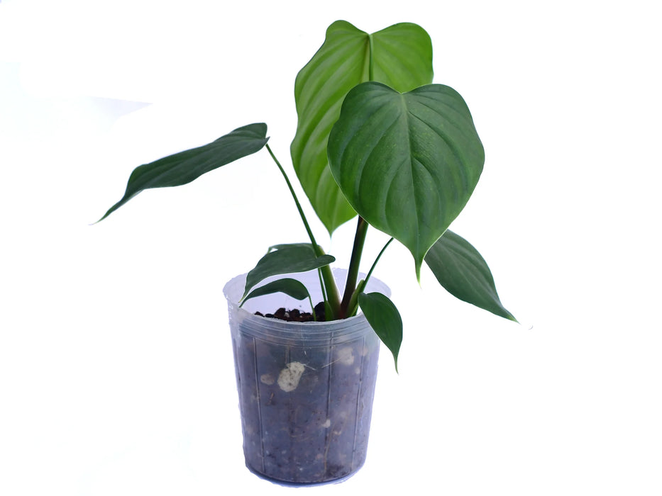 philodendron asplundii Philodendron asplundii x lynamii