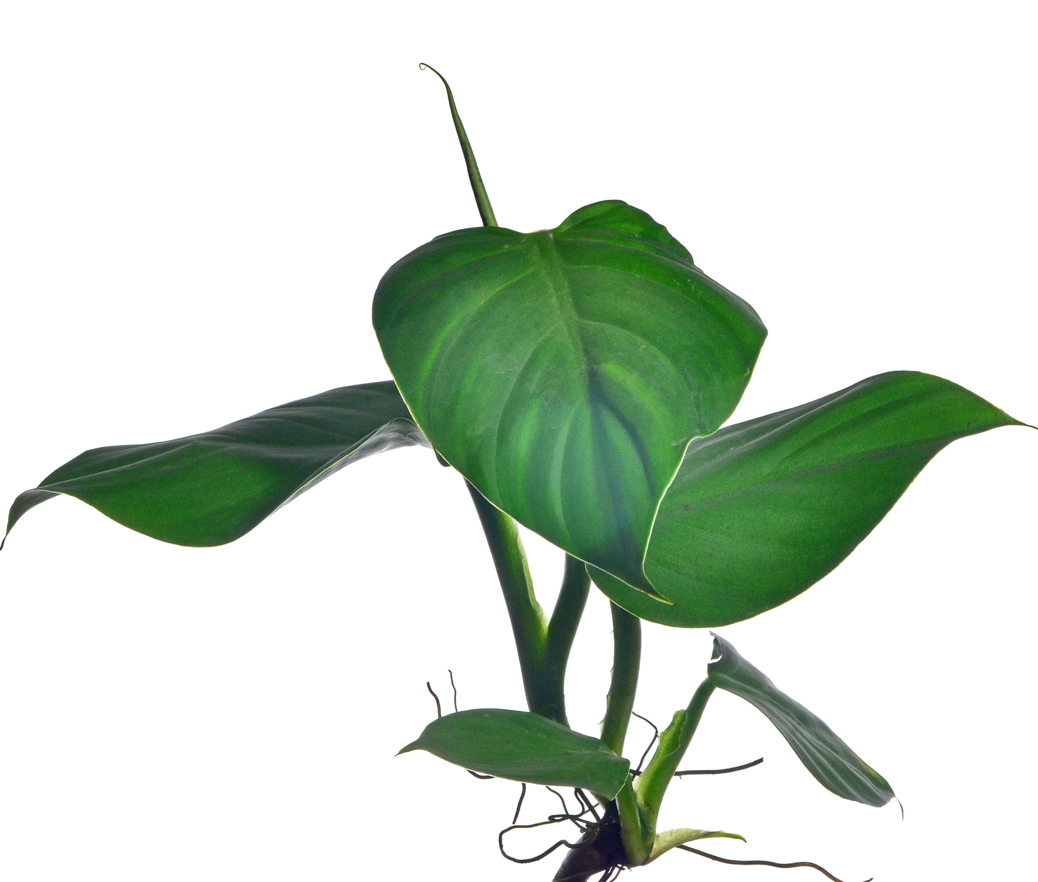 Philodendron atratum