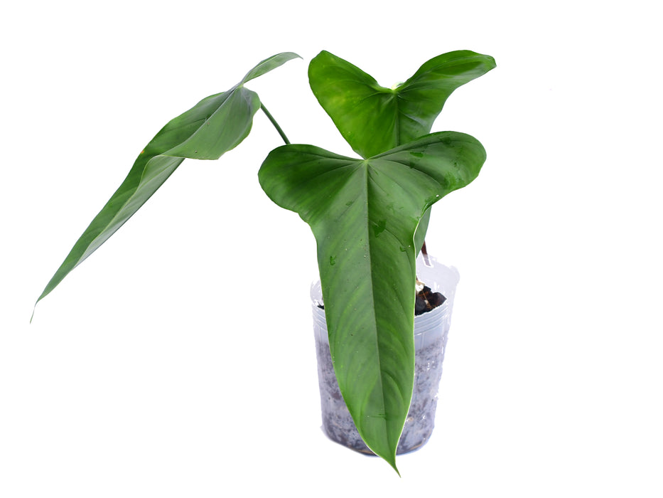 philodendron danteanum Philodendron balaoanum