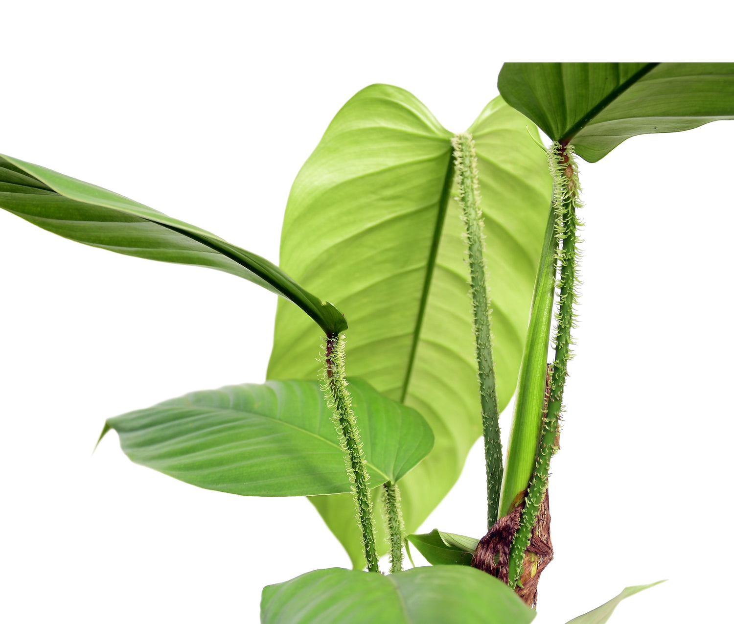 philodendron information Philodendron genevieveanum — Ecuagenera USA Corp