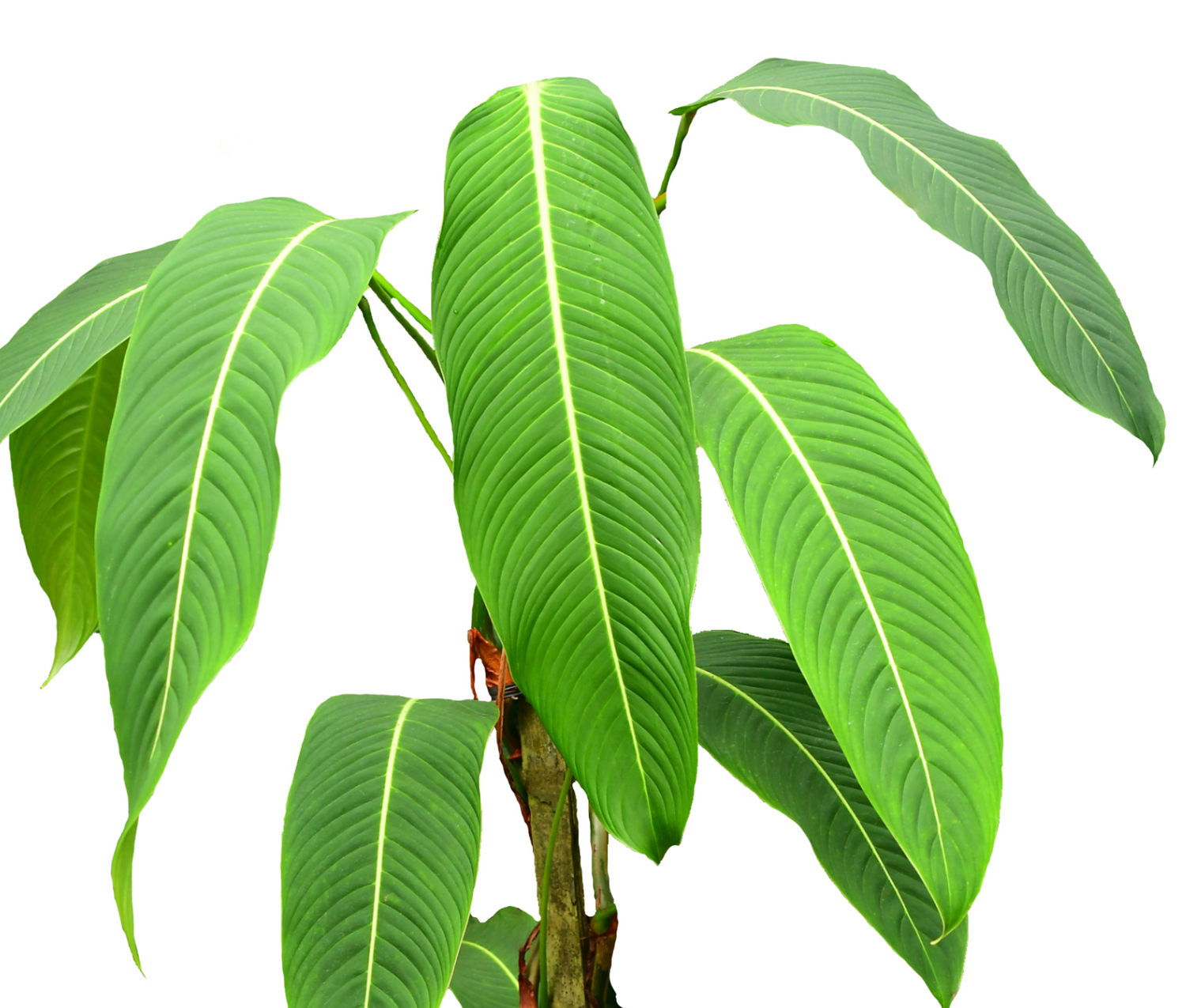 philodendron heterocraspedon Philodendron heterocraspedon — Ecuagenera USA Corp