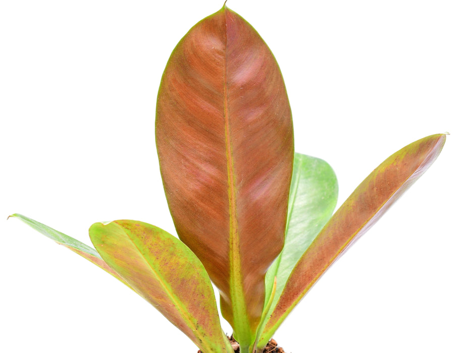 philodendron inconcinnum Philodendron insigne purple