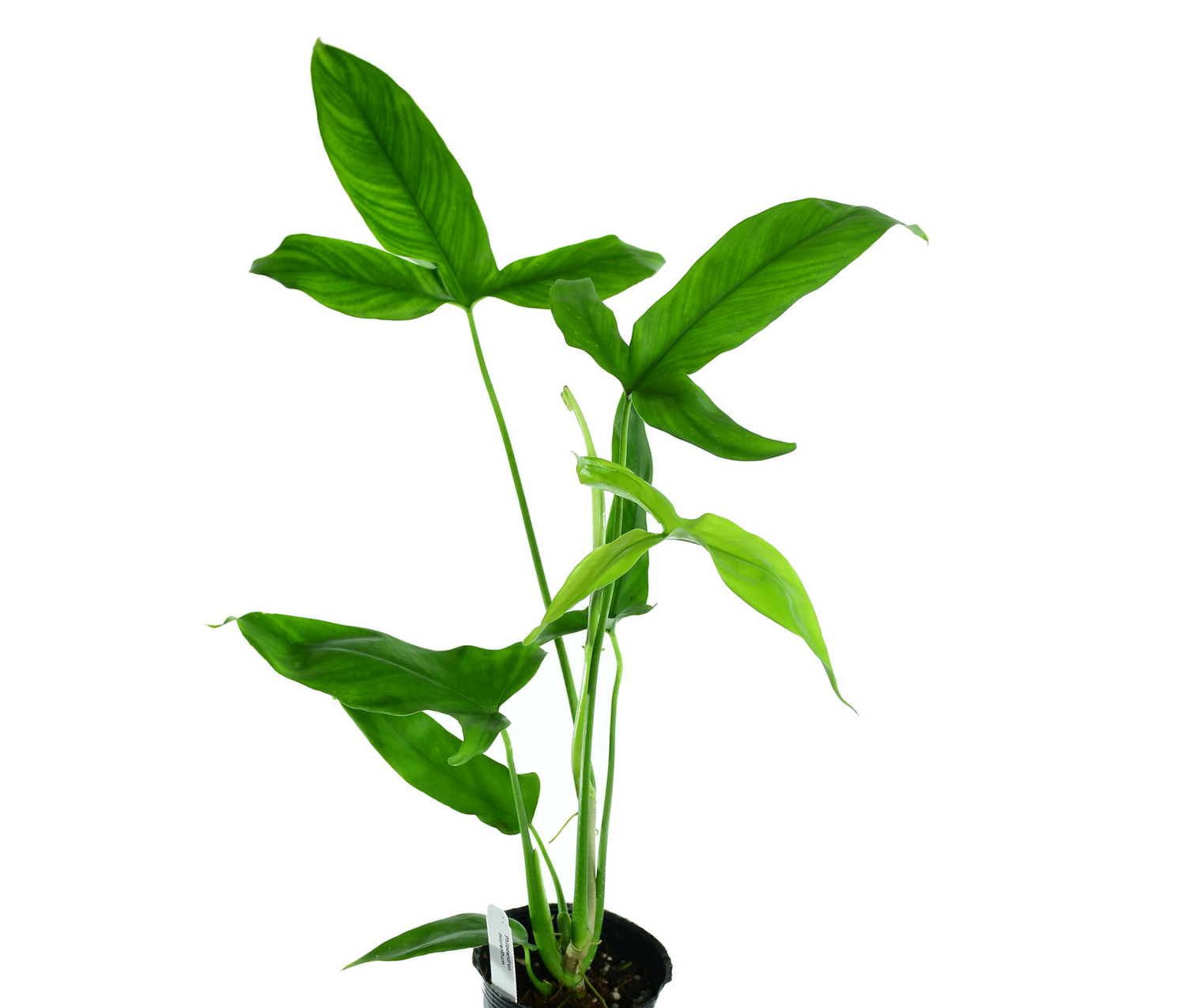 philodendron podophyllum Philodendron micranthum — Ecuagenera USA Corp