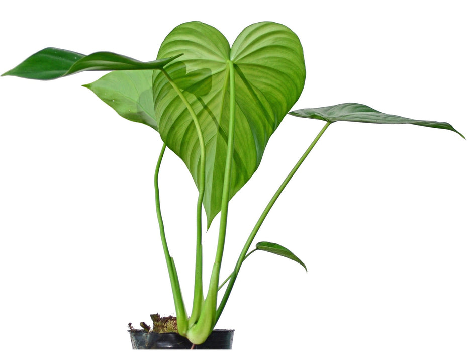 pasta plant philodendron Philodendron pastazanum — Ecuagenera USA Corp