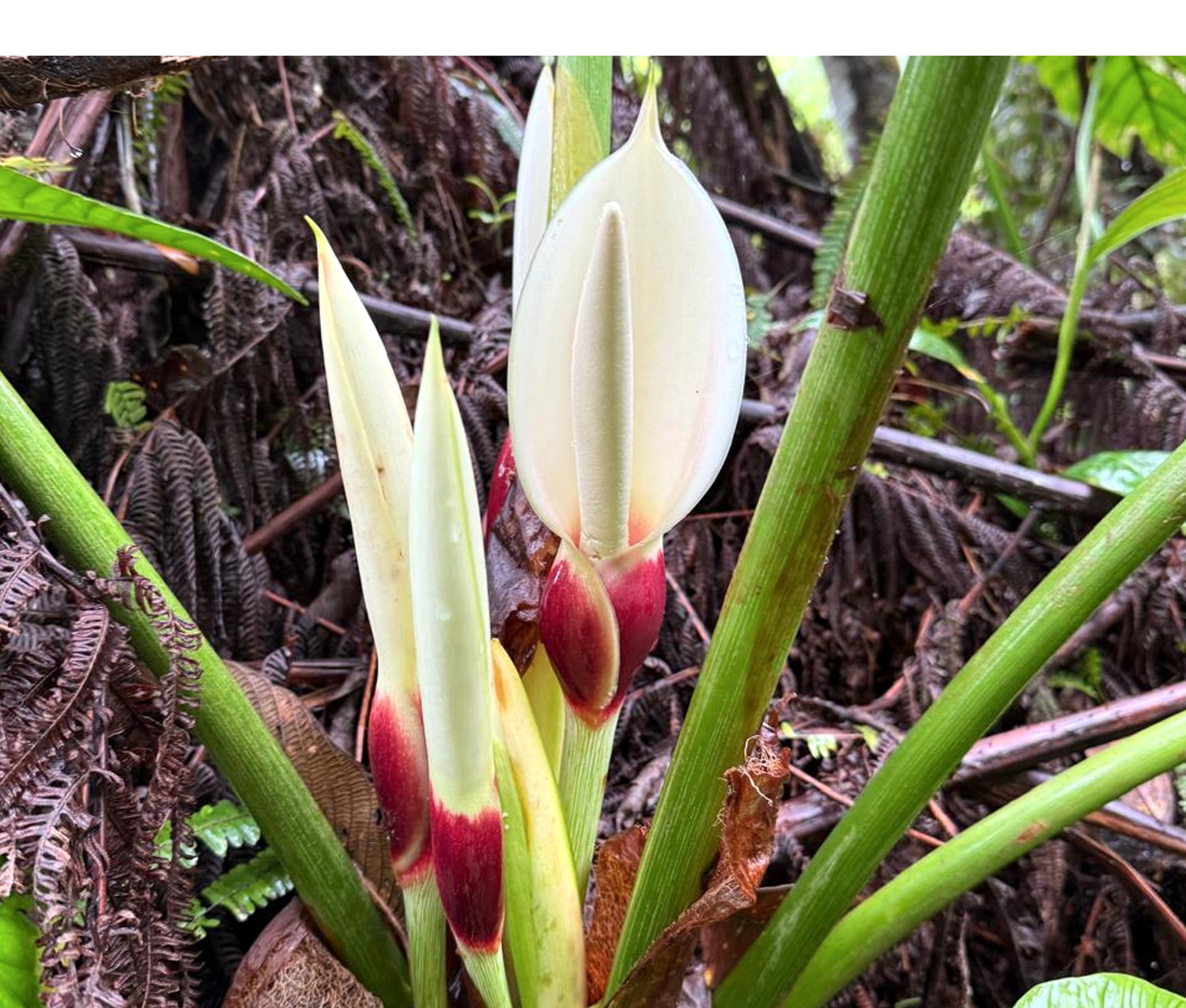 does a philodendron flower Philodendron pastazanum — Ecuagenera USA Corp