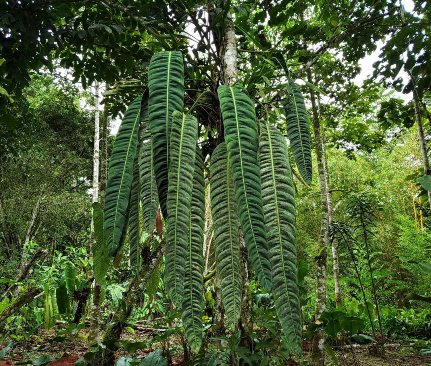 Philodendron patriciae