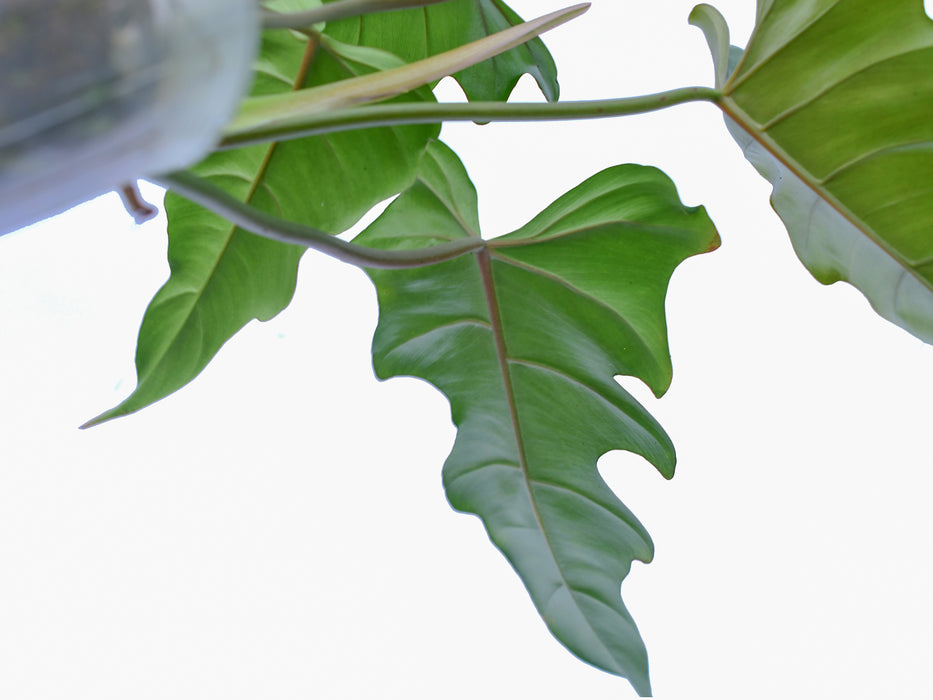 philodendron pinnatilobum Philodendron pinnatilobum aff x Philodendron tortum (S)