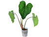 Philodendron plowmanii x Philodendron sodiroi cf (seedling)