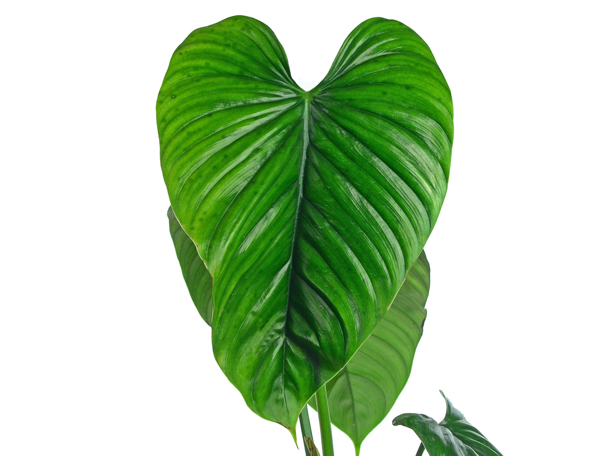 ken philodendron Philodendron rubrocinctum Platinum