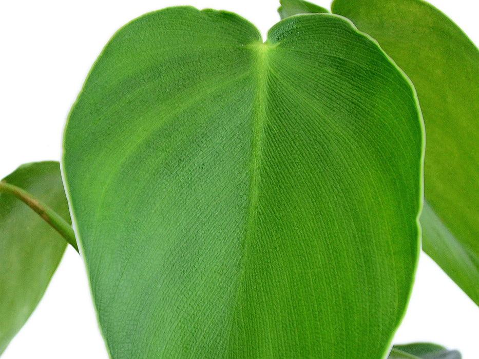 Philodendron rugosum (medium)