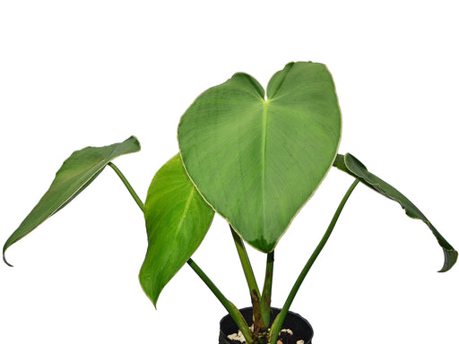 philodendron rugosum Philodendron rugosum — Ecuagenera USA Corp