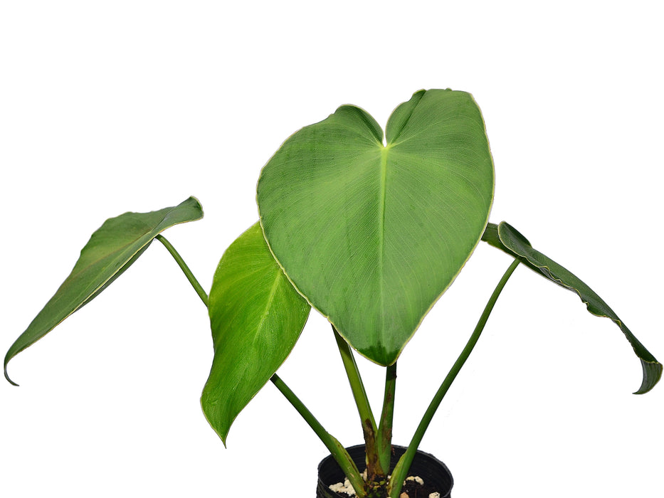 philodendron pigskin Philodendron rugosum — Ecuagenera USA Corp