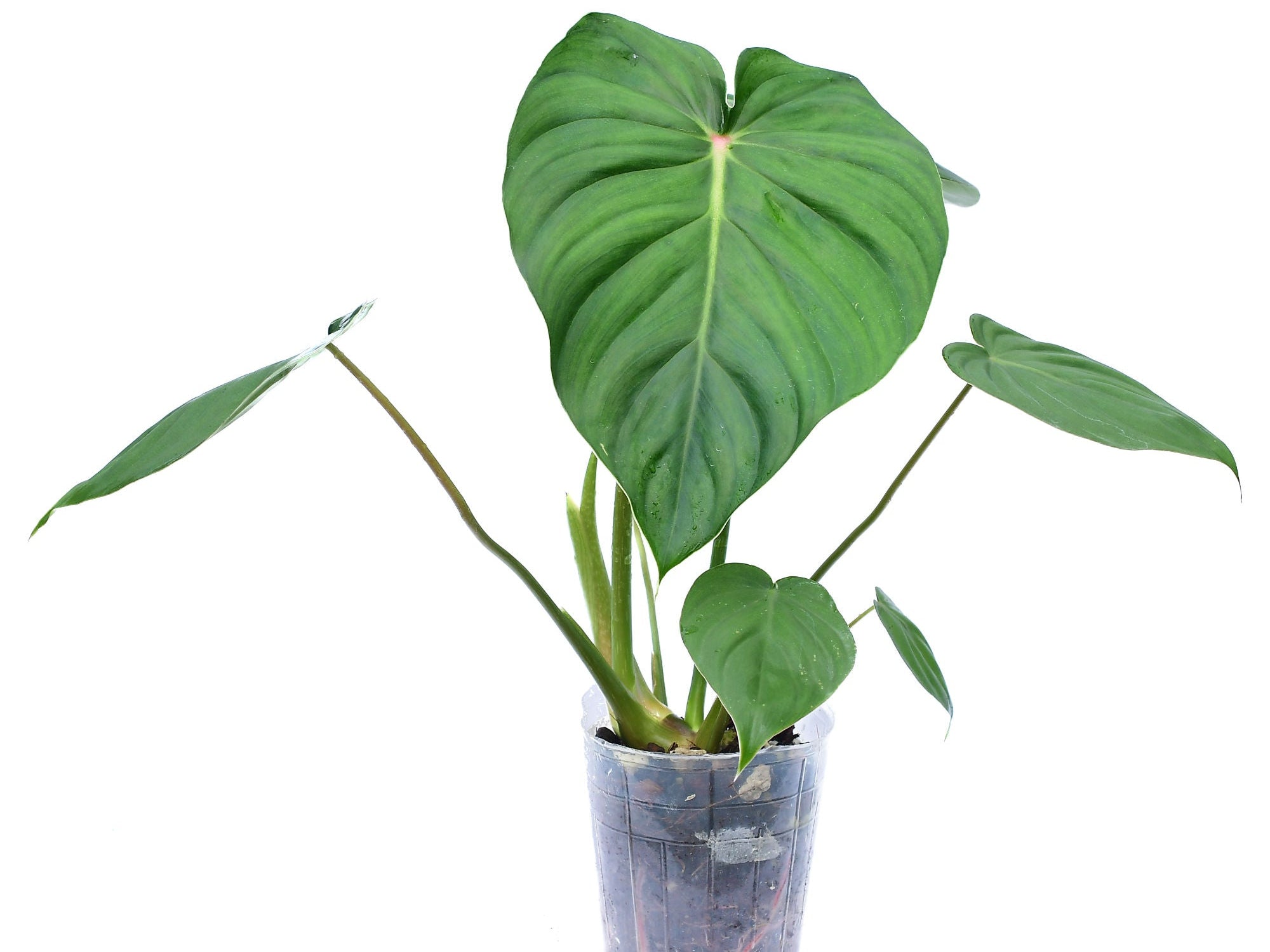 Philodendron sodiroi aff x Philodendron pastazanum (Big) — Ecuagenera USA  Corp