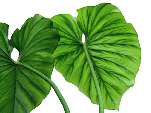 philodendron sp colombia care Philodendron sp Colombia - Mysterious Undescribed Species