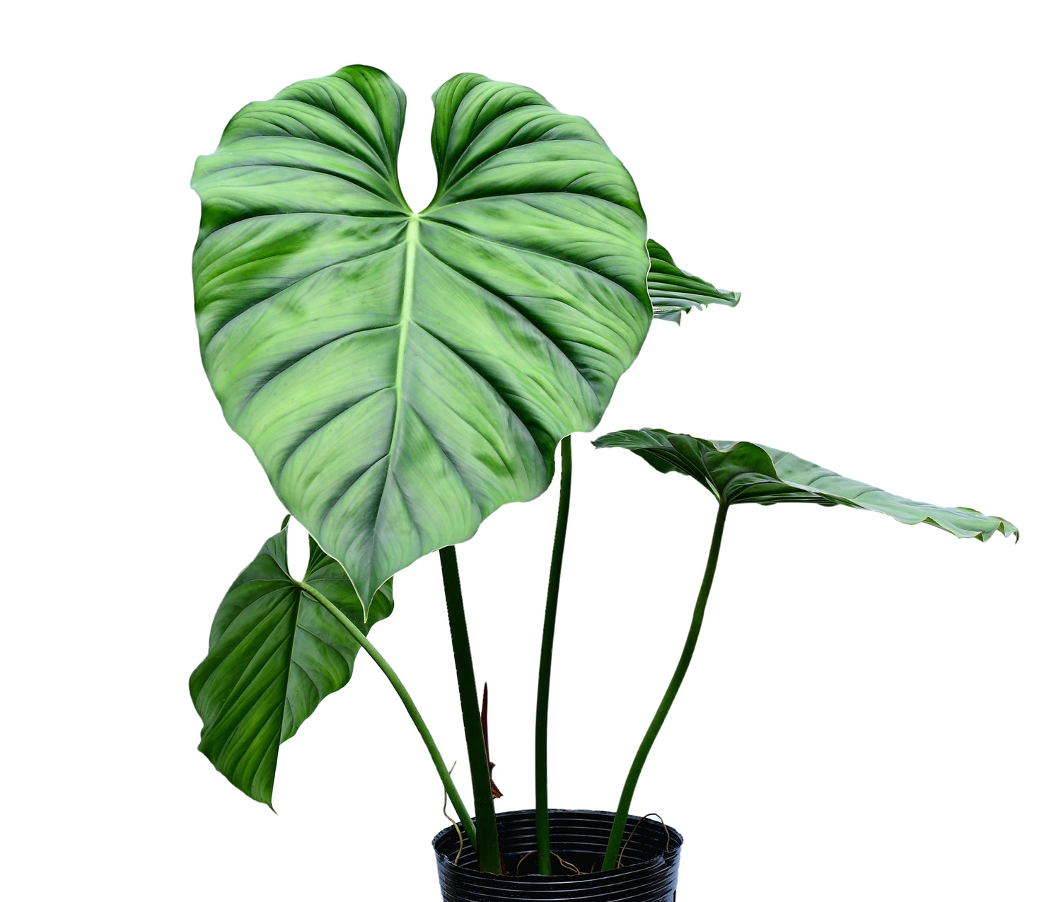 philodendron sp Philodendron sp Colombia - Mysterious Undescribed Species