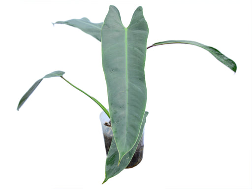 philodendron ichtus Philodendron spiritus-sancti