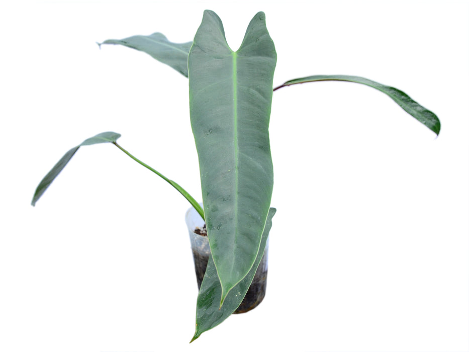 philodendron sancti spiritus Philodendron spiritus-sancti
