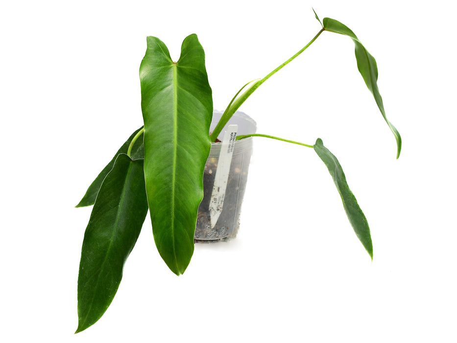 philodendron espirito santo Philodendron spiritus-sancti