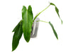 Philodendron spiritus-sancti