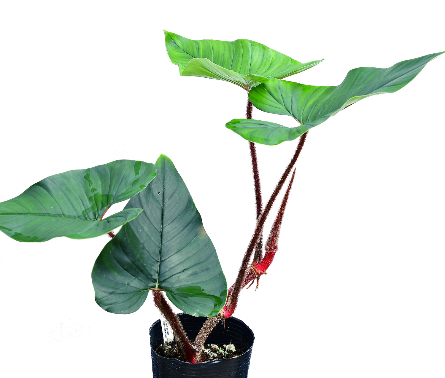Philodendron squamicaule Blushing
