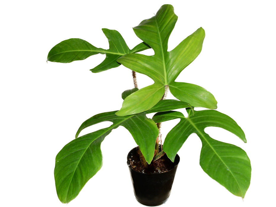 Philodendron squamiferum