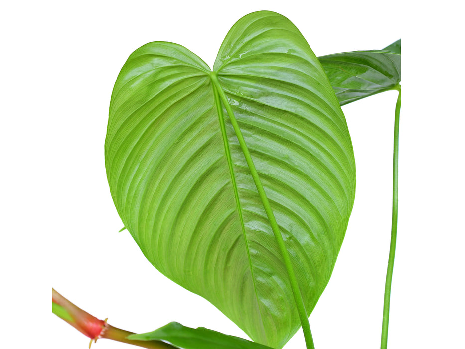 Philodendron tenue (seedling)