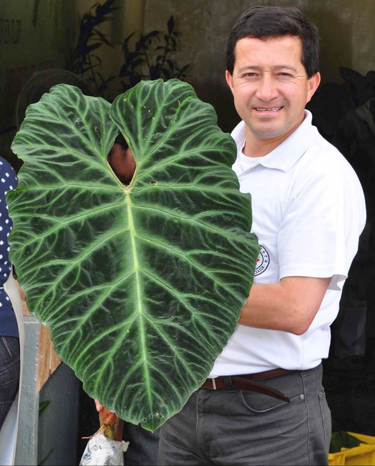 Philodendron verrucosum 2 (seedling)