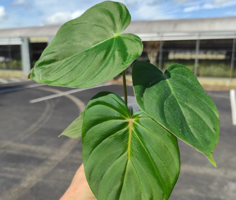 Philodendron verrucosum 2 x Philodendron pastazanum