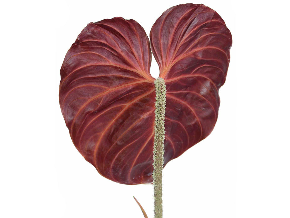Philodendron verrucosum Amazon Sunset (seedling)