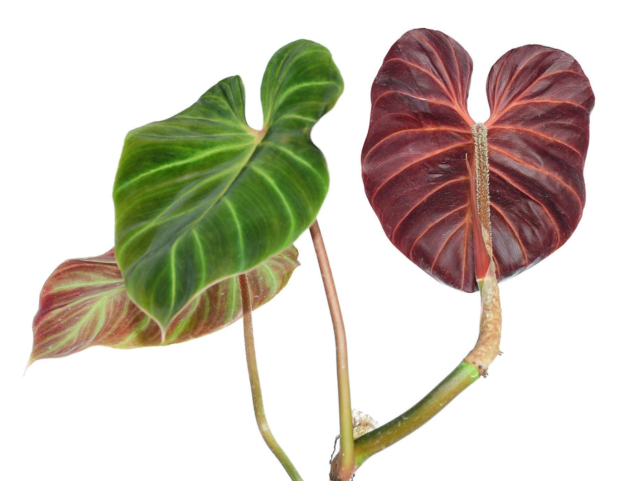 Philodendron verrucosum Amazon Sunset (seedling)
