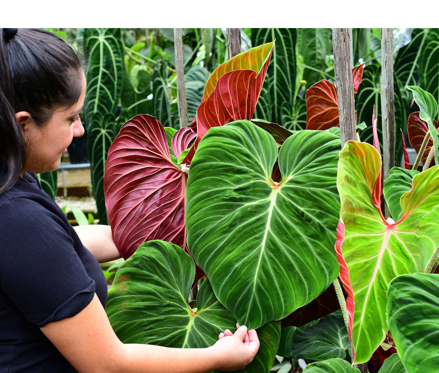 Philodendron verrucosum Amazon Sunset