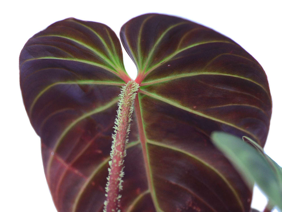 Philodendron verrucosum 'Eclipse'