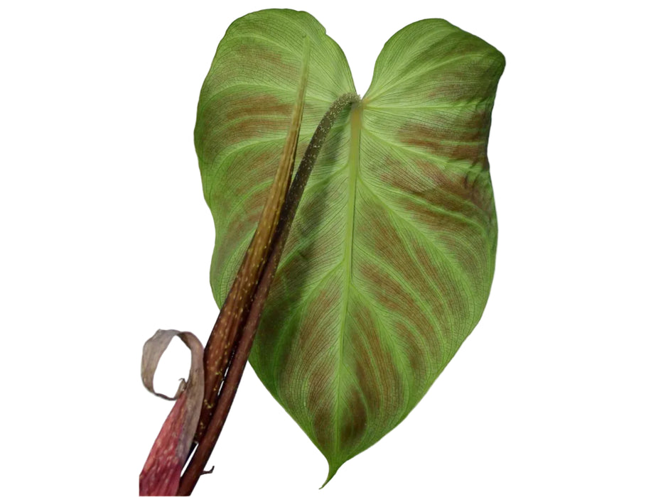 Philodendron verrucosum form melon (seedling)