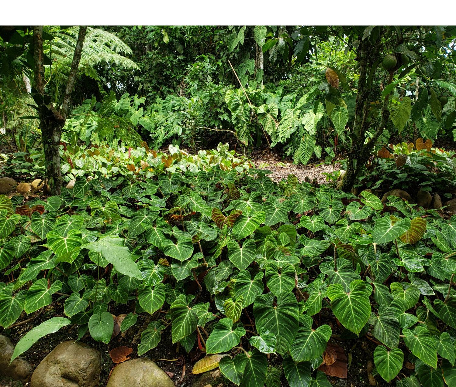 Philodendron verrucosum