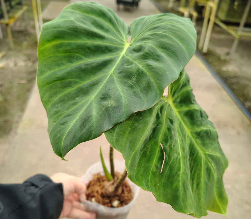 Philodendron verrucosum Amaluza