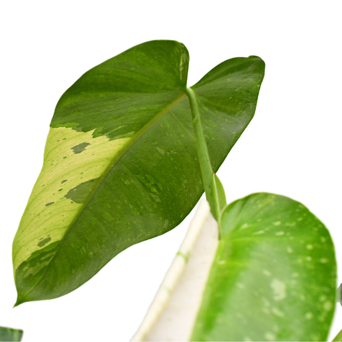 philodendron jose buono for sale Philodendron Jose Buono