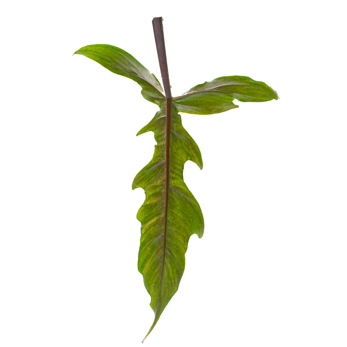 Philodendron Lavinia