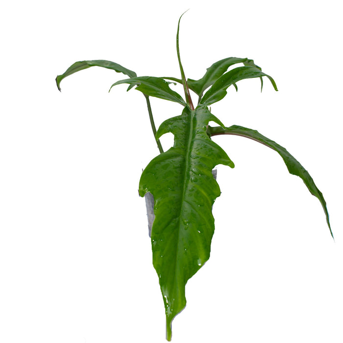 Philodendron Lavinia (S)