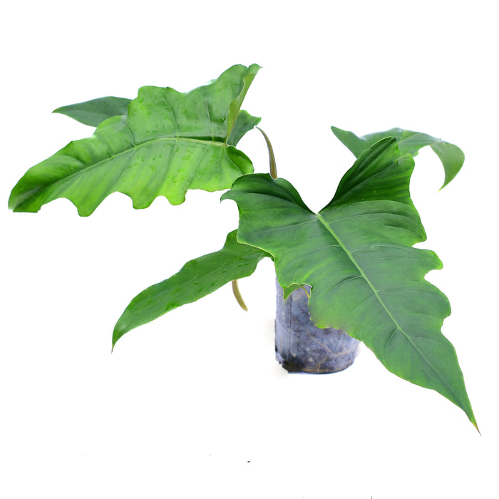 Philodendron pinnatilobum aff x Philodendron tortum