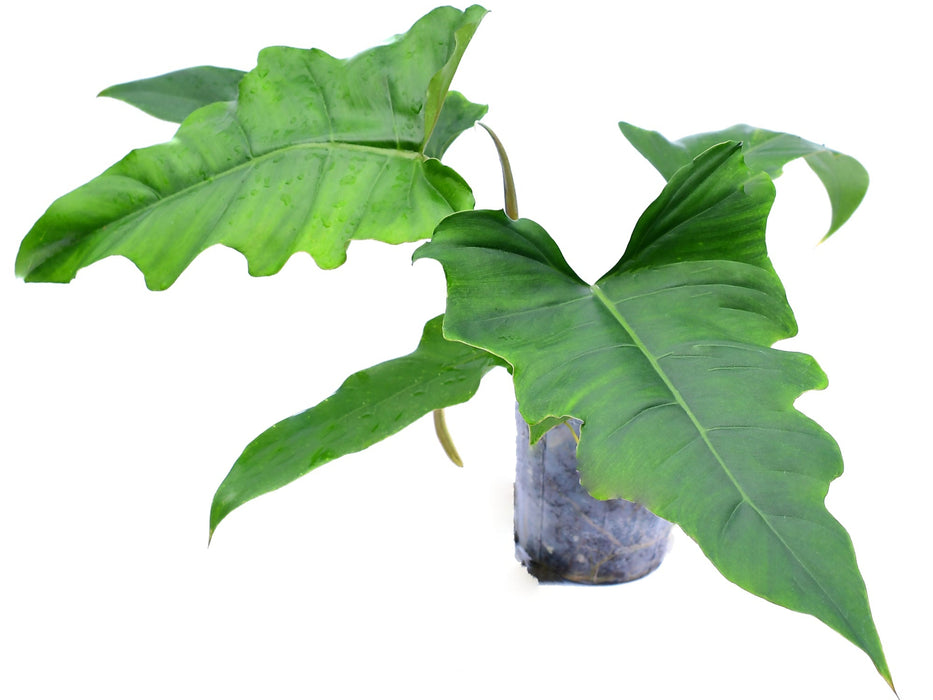 Philodendron pinnatilobum aff x Philodendron tortum (S)