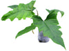 Philodendron pinnatilobum aff x Philodendron tortum (S)